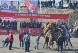 Menemen Deve Güreşleri ile Şenlendi