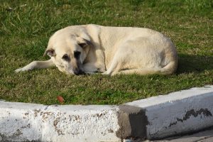 ALİAĞA BELEDİYESİ SOKAK HAYVANLARINA SAHİP ÇIKIYOR