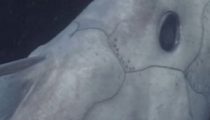 Hayalet köpek balığı görüntülendi