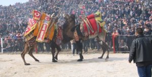  KINIK DEVE GÜREŞİ FESTİVALİNE HAZIRLANIYOR 