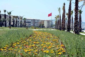 ALİAĞA SAHİLİNDEKİ PALMİYE VE YEŞİL ÖRGÜ TAMAMLANDI
