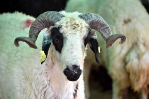 ALİAĞA THK KURBAN DERİSİ BAĞIŞLARINI BEKLİYOR