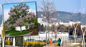 ALİAĞA’YI PAVLONYA AĞAÇLARI SÜSLEYECEK