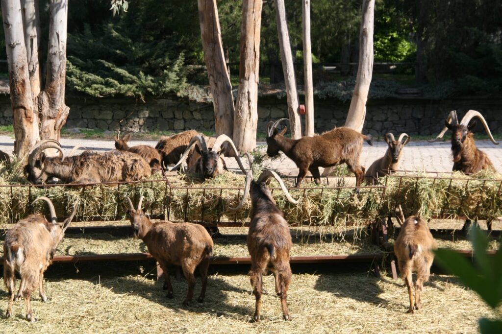 Doğal Yaşam Parkı’nın 24 sakininin yeni evi Antalya