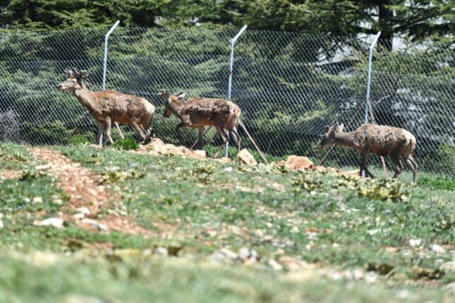 Doğal Yaşam Parkı’ndaki kızıl geyiklerin yeni yuvası Spil Dağı