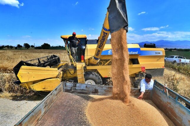 İzmir’de karakılçık buğdayı eken üreticinin yüzü güldü