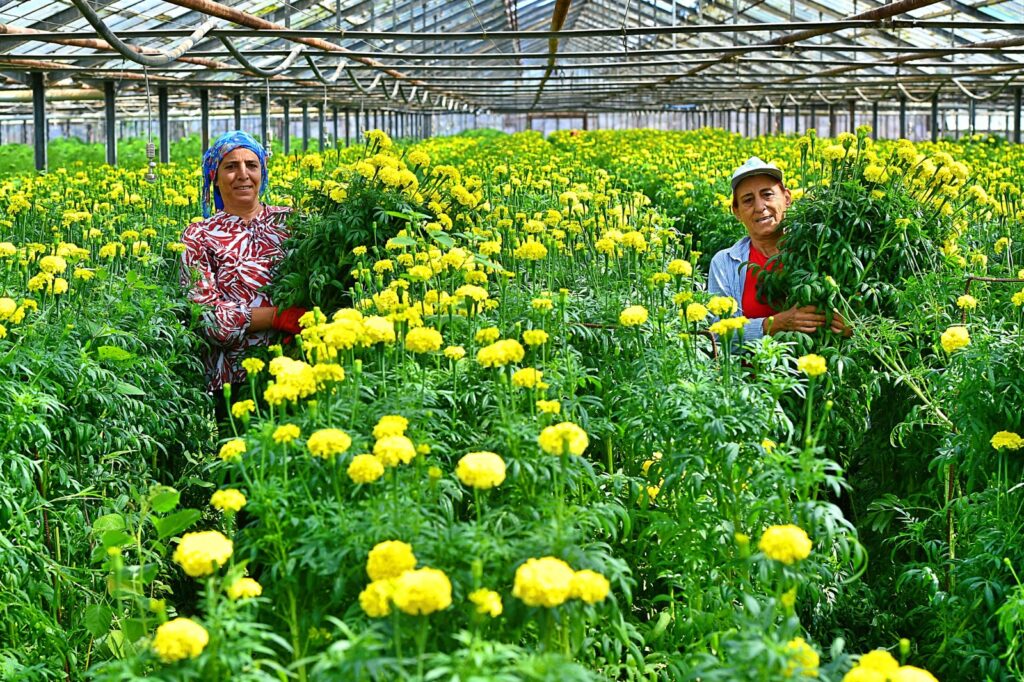 Bademler’in çiçek üreticisi Hollanda Borsası’nda