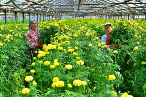 Bademler’in çiçek üreticisi Hollanda Borsası’nda