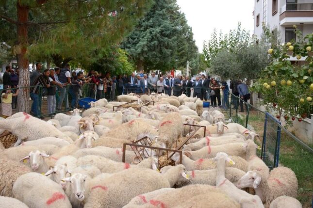 İzmir Büyükşehir Belediyesi’nde 34 üreticiye daha hayvan desteği