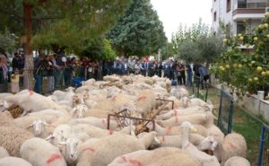 İzmir Büyükşehir Belediyesi’nde 34 üreticiye daha hayvan desteği