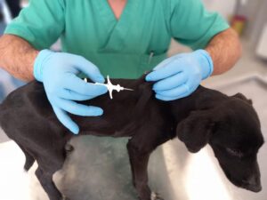 İzmir’de 32 bin sokak köpeğine mikroçip takıldı
