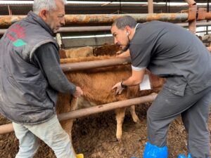 DEÜ’LÜ UZMANLARDAN DEPREM BÖLGESİNDE ŞAP VİRÜSÜ UYARILARI