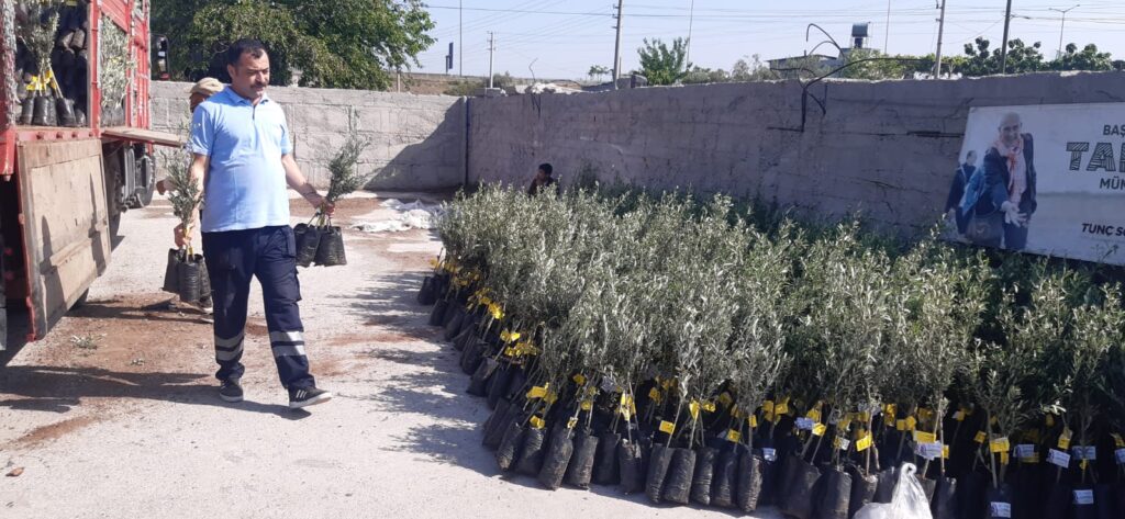 İzmir’den Osmaniye’ye 20 bin zeytin fidanı