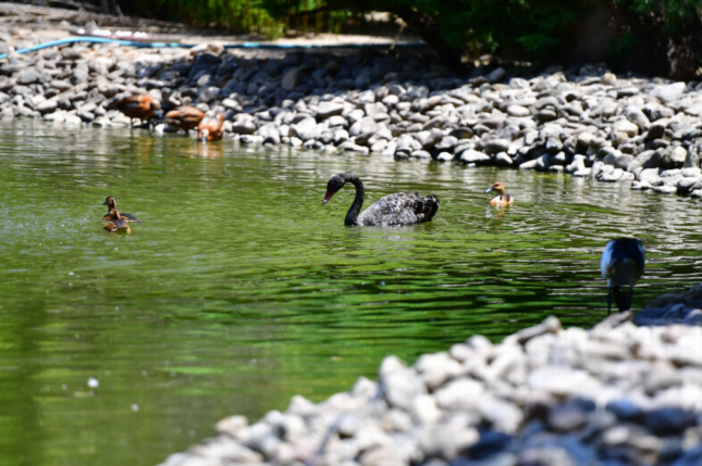 İzmir Doğal Yaşam Parkı’nın göçmen kuşları