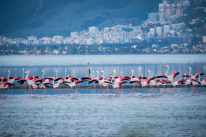 İzmir Halk Sağlığı Müdürlüğü yüzme alanlarındaki değerleri açıkladı