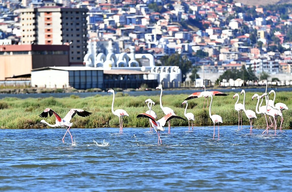 Doğaseverler Flamingo Festivali’nde buluşacak