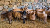 Kaçeli koyunlarının yeni evi Olivelo Yaşayan Parkı