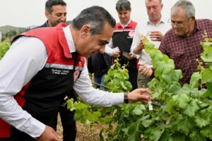 İZMİR’DE KAHVERENGİ KOKARCA’YA BİYOLOJİK SAVAŞ AÇILDI