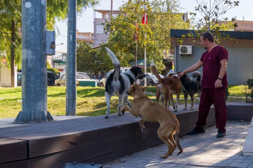 11 ilçede sahipsiz hayvan sayımı tamamlandı