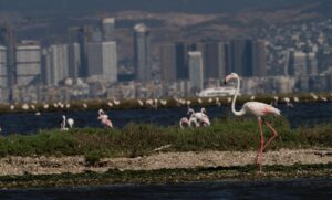 Flamingo Yolu turları başladı