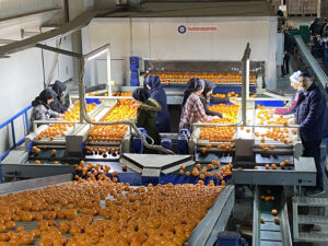 Mandalina ihracatı tarih yazıyor