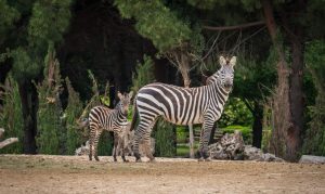 Doğal Yaşam Parkı öğrencilere ücretsiz olacak
