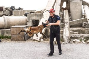 Barınaktan kahramanlığa Momo enkaz için eğitiliyor
