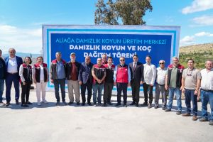 Aliağa’da Damızlık Koç ve Koyun Desteği Sürüyor