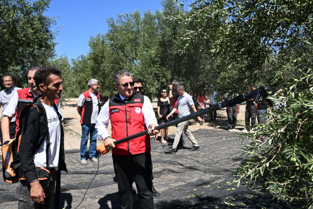 Türkiye’de Sezonun İlk Zeytin Hasadı Dikili Bademli’de Gerçekleştirildi
