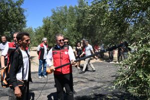 Türkiye’de Sezonun İlk Zeytin Hasadı Dikili Bademli’de Gerçekleştirildi